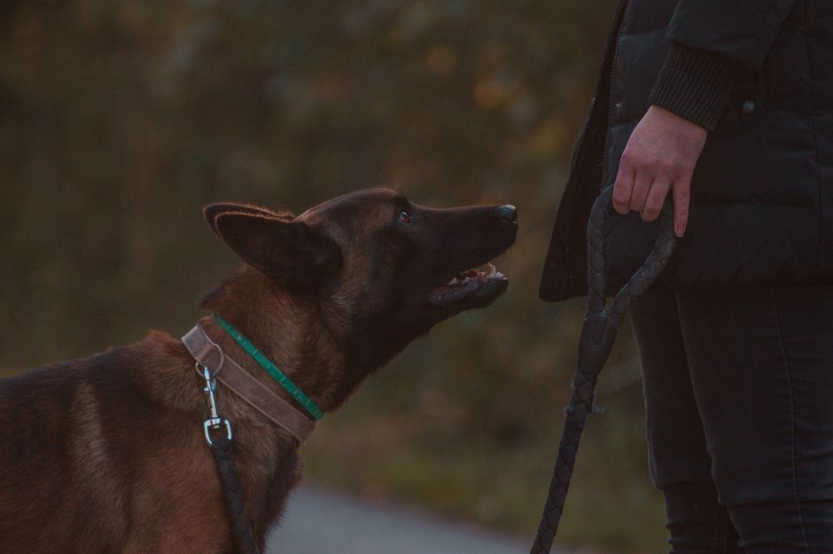 Pies rasy Belgian Malinois na spacerze w kontakcie z opiekunem