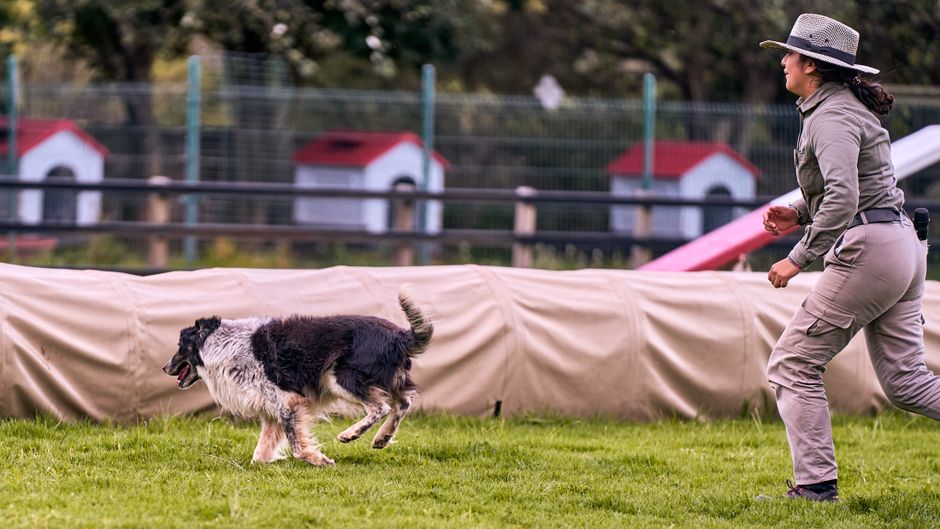 Radosna zabawa z border collie w psim parku